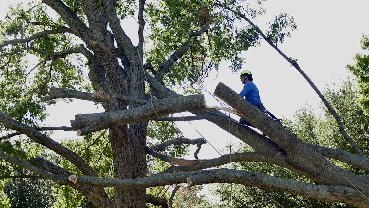 Professional Crown Thinning performed by certified arborists in Muldoon